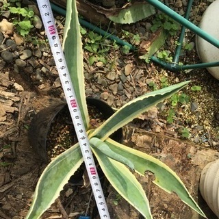 アガベ　アメリカーナ　1の画像