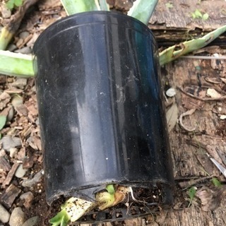 アガベ　アメリカーナ　1の画像