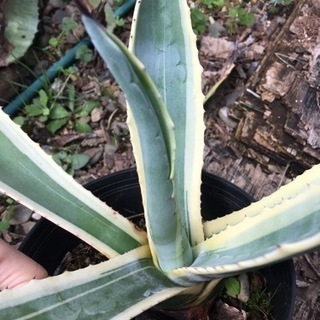 アガベ　アメリカーナ　1の画像