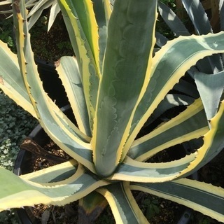 アガベ　アメリカーナ　1の画像