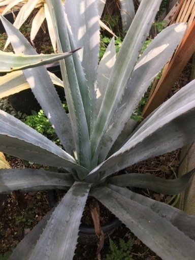 アガベ　アオノリュウゼツラン　植物