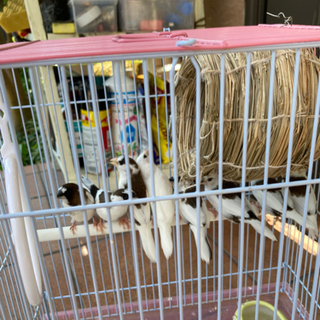 十姉妹1羽お譲り致します