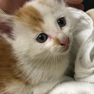 仔猫　里親探しています　長野県　届け出済