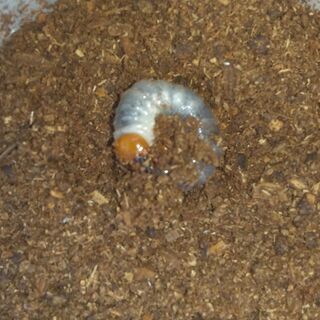 ギラファノコギリクワガタ　幼虫　5頭