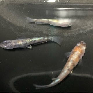 博多の小さなめだか小屋　　販売リスト　500円〜の画像