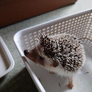 子供がアレルギーになってしまったため里親募集中です