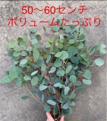 フレッシュ　ユーカリ枝