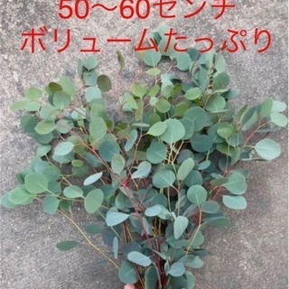 フレッシュ　ユーカリ枝