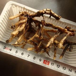 ＜郵送可＞茗荷　地下茎の画像