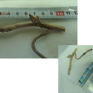 ＜郵送可＞茗荷　地下茎の画像