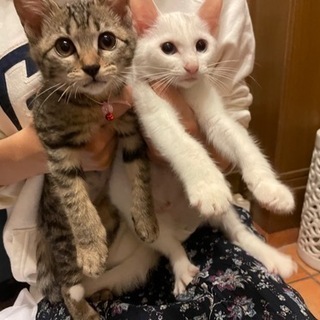シロとキジの女の子　2ヶ月