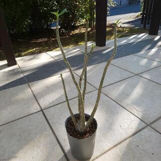 観葉植物  アデニウム 塊根植物