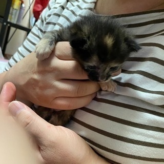 サビ猫　月見ちゃん