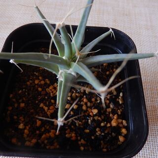 Leuchtenbergia principis　晃山