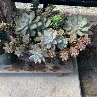 自宅で栽培の多肉植物