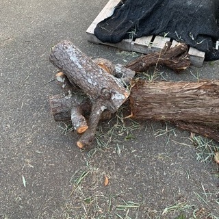 カイズカイブキ　松　幹