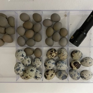 ヒメウズラの卵🥚