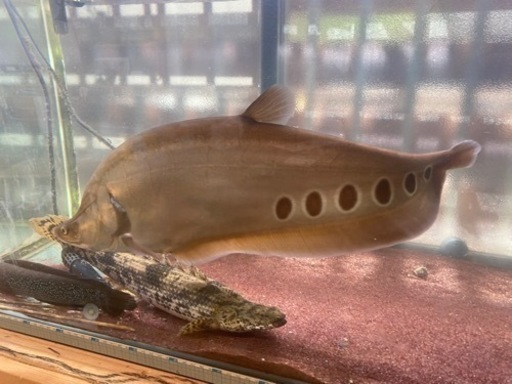 アルビノナイフフィッシュ