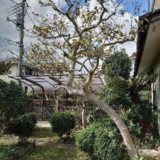 庭木　植木　引取限定