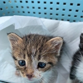 仔猫トライアル中