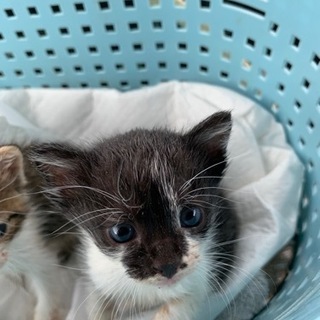 仔猫