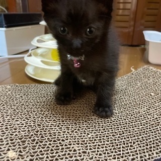 黒猫の女の子