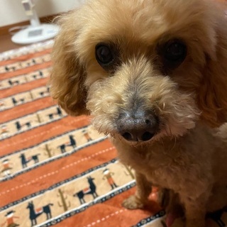 老犬11月で15歳♂