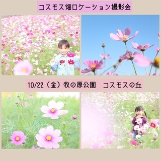 10/22【コスモス撮影会】牧の原公園