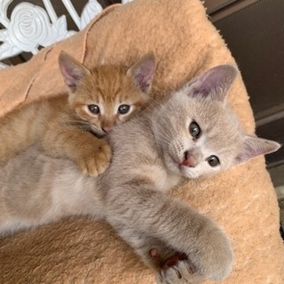 生後4ヶ月（♂）　8月15日生まれ　兄弟猫里親募集