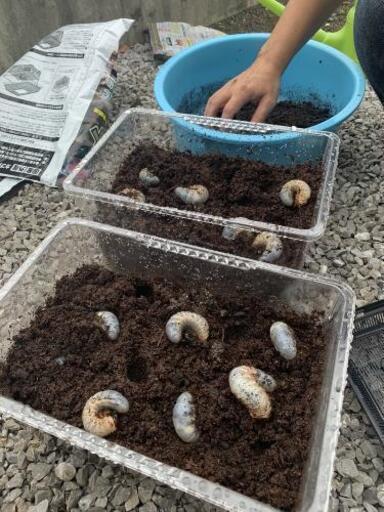 カブトムシ幼虫　約30匹