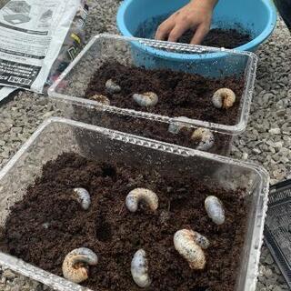 カブトムシ幼虫　約30匹