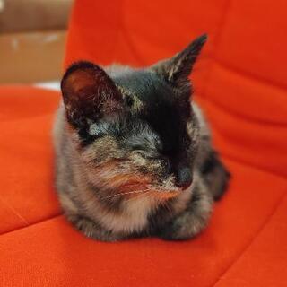 元気なキジトラ系（サビ柄）の子猫ちゃん