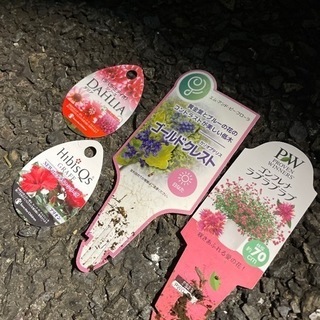 花鉢など差し上げます！ダリアなど。