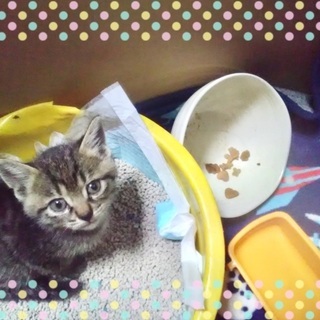 子猫の里親さん募集中‼️