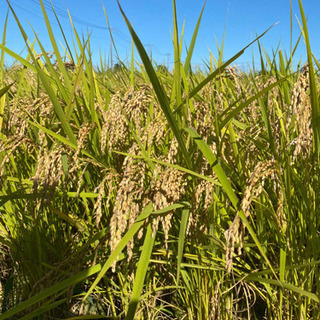 とちぎのお米食べてみませんか？