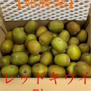 【無農薬】レインボーレッドキウイ☆訳あり5kg★未完熟品