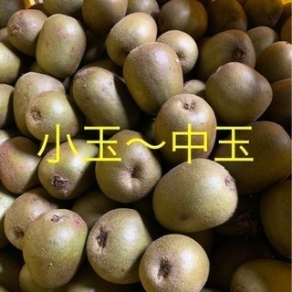 【無農薬】レインボーレッドキウイ☆訳あり5kg★未完熟品の画像