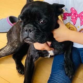 フレンチブルドッグ♂6才です