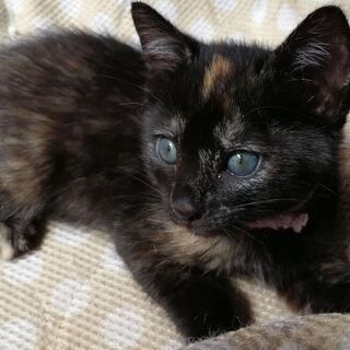 さび模様が4匹、さび子猫姉妹のなかの1匹です！