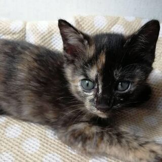 さび模様生後2か月、姉妹4匹のなかの1匹です！