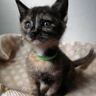 さび模様4姉妹のなかの1匹、みどりちゃんです！