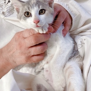 元気なメス猫ちゃん