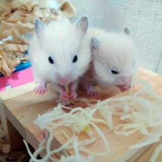キンクマハムスター現在生後20日　(10/15現在)