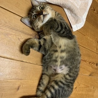避妊・去勢手術済み5ヶ月齢の兄妹猫を2匹とも引き取ってくださる方！