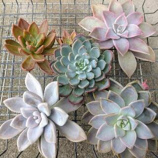 多肉植物いろいろ詰め合わせの画像