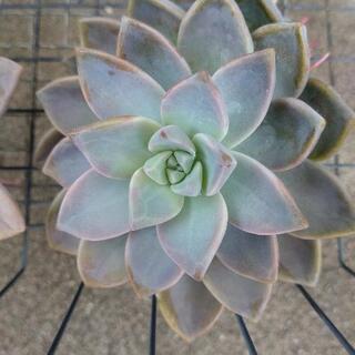 多肉植物いろいろ詰め合わせの画像
