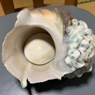 夜光貝 クモ貝 トウカムリ 