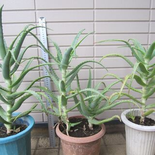 キダチ アロエ 1鉢 鉢ごと