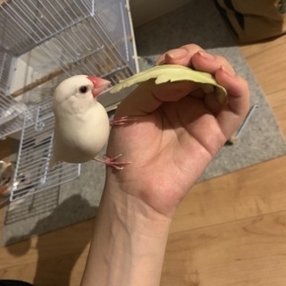 白文鳥 