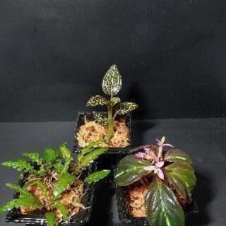 テラリウム用植物